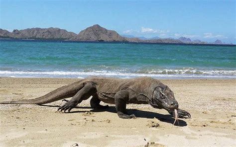 Komodo Dragon | Tour at Flores | Komodo Flores Gateway