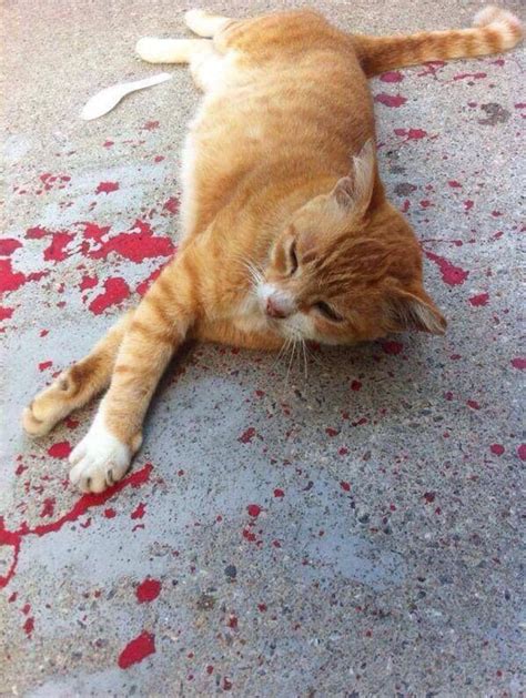 Gato trollou de maneira épica essa pessoa que correu para ajudá-lo ...