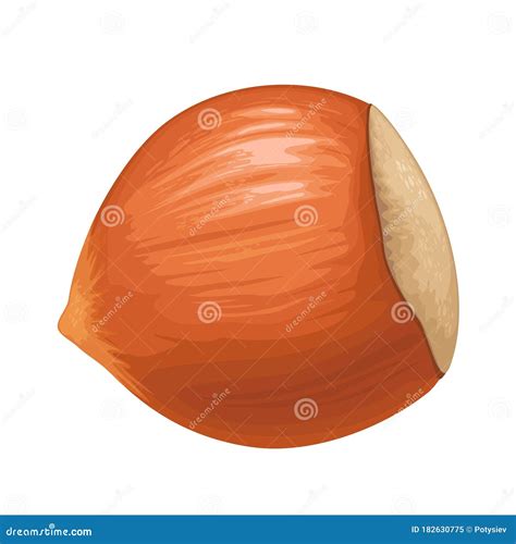 Closeup Hazelnut in Shell. Vector Color Realistic Icon. Stock Vector - Illustration of hazelnut ...