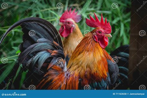 Portrait of Bantam Chickens, Poultry Stock Photo - Image of animal ...