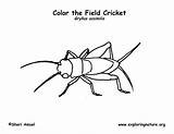 Cricket Coloring Pages sketch template