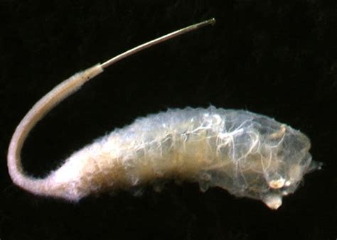 Rat tail maggots (Syrphidae) » Manaaki Whenua