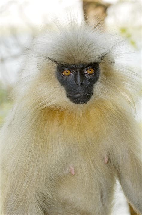 Golden Langur Monkey Photograph by Tony Camacho - Pixels