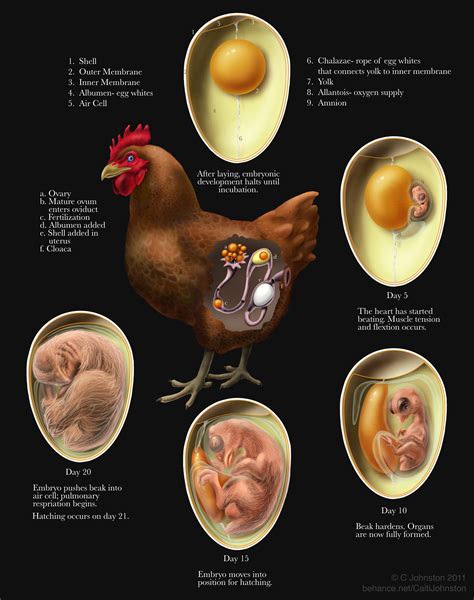 Chicken Embryo Development