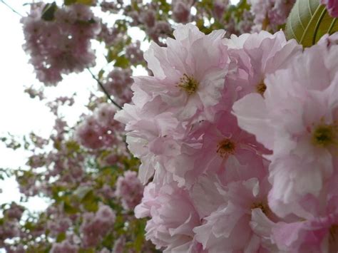 Free picture: flowering, tree