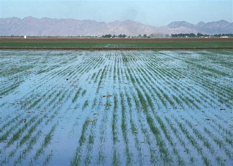 Flood and furrow irrigation | world agriculture