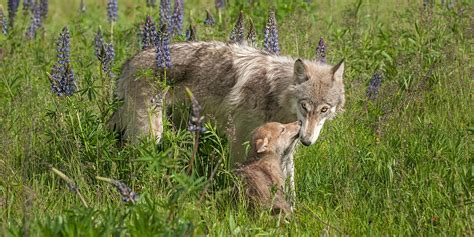 WildEarth Guardians celebrates reported denning activity by ...