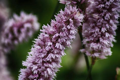 Lavender Flower Field On Bloom · Free Stock Photo