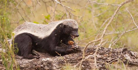 The Honey Badger - Africa Geographic