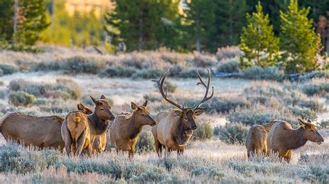 Survey shows Yellowstone elk herd at highest level since ‘05 | The Spokesman-Review