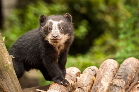 Spectacled Bear Cub Ventures Outside For The First Time | Spectacled ...