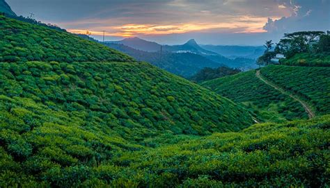 Munnar Tea Hills Resorts|Munnar