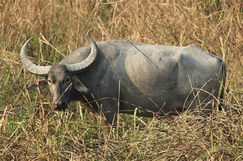 Indian Wild Buffalo | Tiger Reserves in India