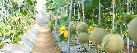 How To Grow Cantaloupe | Tittac