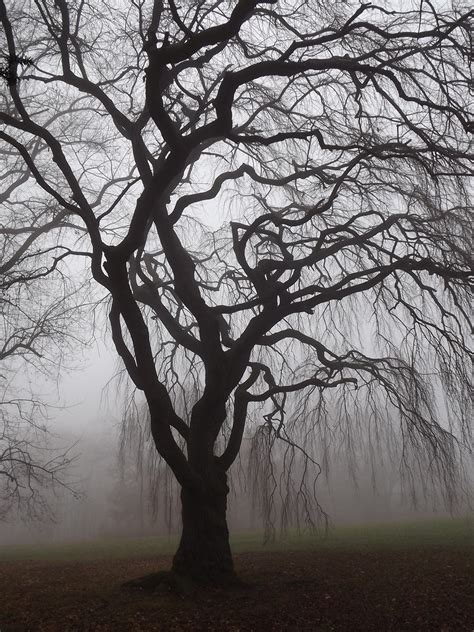 Spooky Tree in Fog | Stanley Zimny (Thank You for 57 Million views ...
