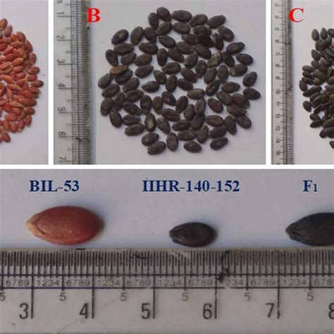 Seed coat color of parents and F1 used in current study A BIL-53 with ...