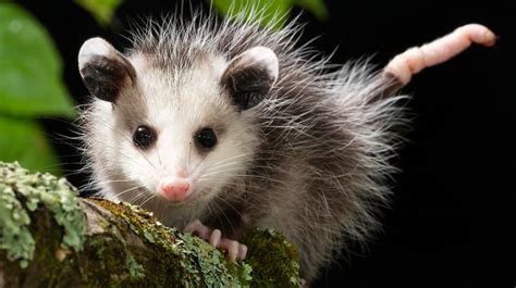 Tlacuache: así es el marsupial que enfrentó al inframundo