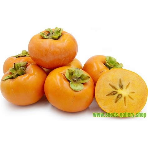 American persimmon seeds (Diospyros virginiana)