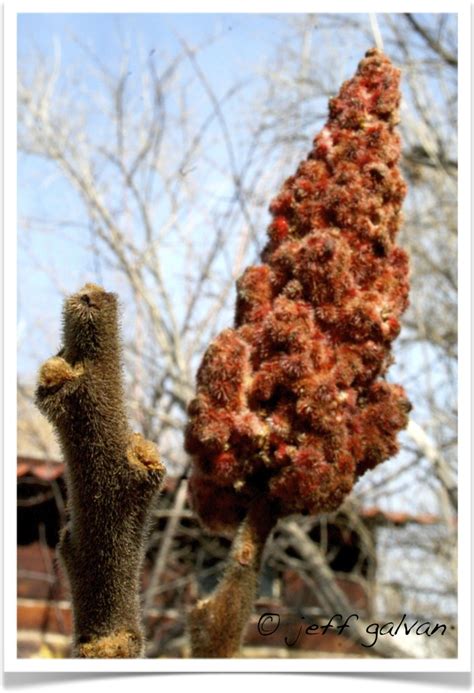 Staghorn Sumac Twig and Fruit | Boulder Tree Care - Pruning & Tree ...