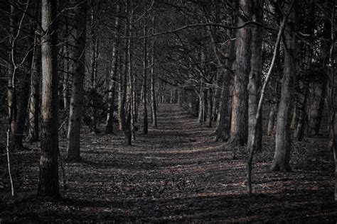 creepy forest - Google Search | Forest wallpaper, Forest background ...