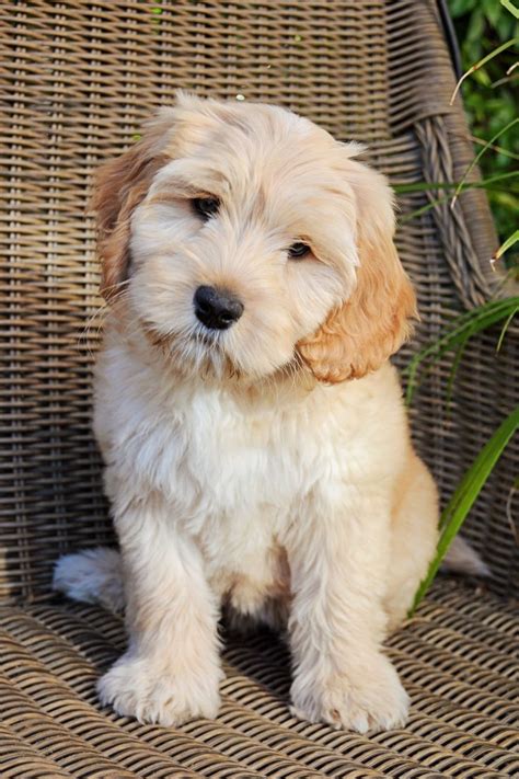 28 best Australian Labradoodle Puppies images on Pinterest | Australian labradoodle puppies ...