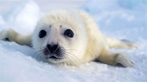 Extraordinary Earth: Here's how harp seal pups rely on ice floes in northwest Atlantic - Good ...