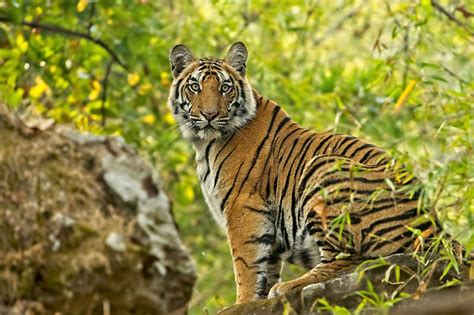 India's Tiger Population Is on the Rise