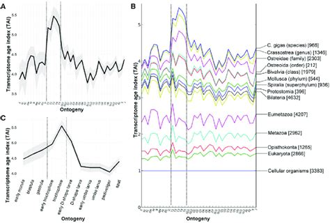 Phylotranscriptomic study of Crassostrea gigas. Trochophore stages are... | Download Scientific ...