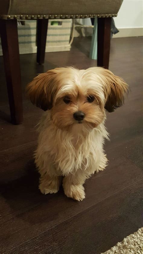 My 6 month old Shorkie! Love him! | Morkie puppies, Dog haircuts ...