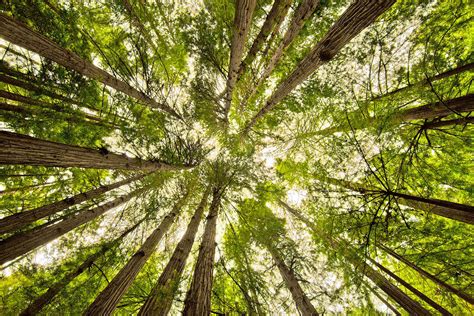 Muir Woods: How to See the Big Trees Near San Francisco