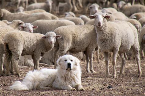 File:Great Pyrenees Sheep Dog Guarding the Flock (5113678413).jpg ...