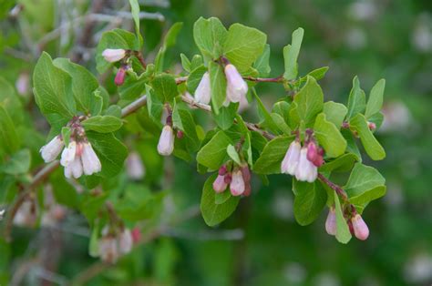 Symphoricarpos albus (Common snowberry)