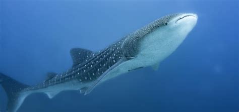 Why Is It Hard To Monitor Whale Sharks? - Faunalytics