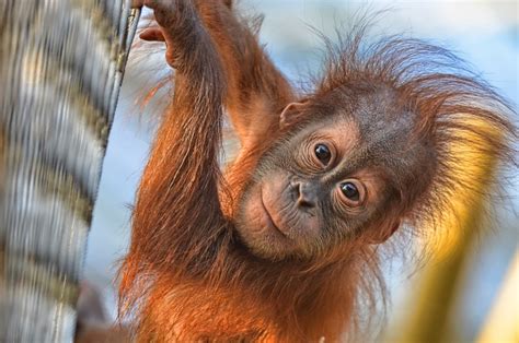 Orang Utan Baby Foto & Bild | tiere, zoo, wildpark & falknerei ...