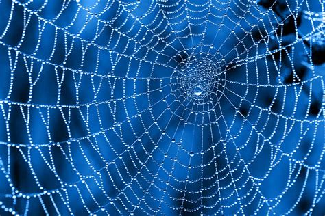 How do Spiderwebs Help Skydivers? – Pitara Kids Network