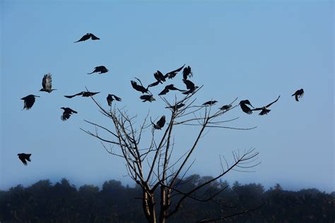 What is a "Murder" of Crows?