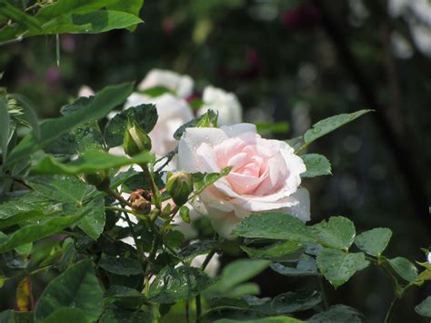 Pink Roses Free Stock Photo - Public Domain Pictures