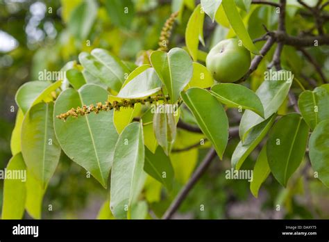 Manchineel tree hi-res stock photography and images - Alamy