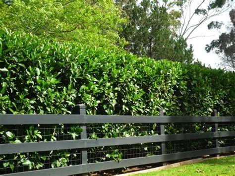 Fastest Growing Evergreen Shrubs for Privacy - Best Home Gear