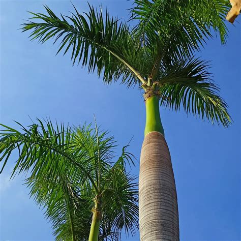 Royal Palm Plant Cuban Royal Palm Tree, Roystonea Regia Palm ...