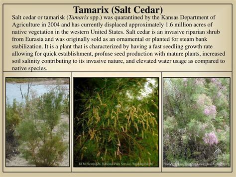 PPT - Tamarix (Salt Cedar) PowerPoint Presentation, free download - ID:1789778