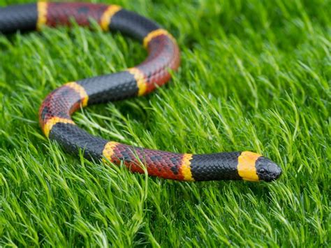 Are Coral Snakes Poisonous? | Poison Control