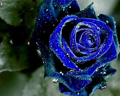 blue rose | Blue roses wallpaper, Rose flower wallpaper, Blue flower ...