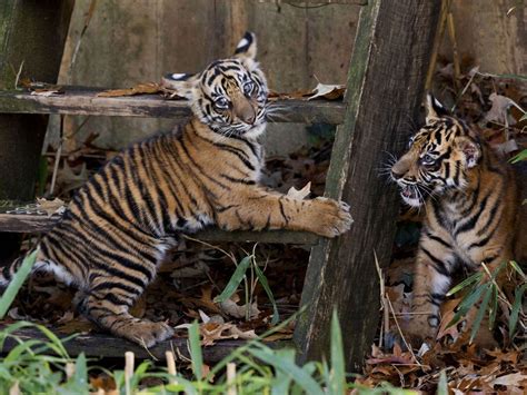 Video: Sumatran tiger cubs make first public at Smithsonian's National ...