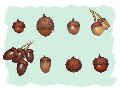 How to Identify Oaks by the Acorns: 13 Steps - wikiHow