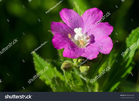 138 Canadian Willow Herb Images, Stock Photos & Vectors | Shutterstock