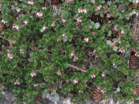 Arctostaphylos uva-ursi – PlantRight