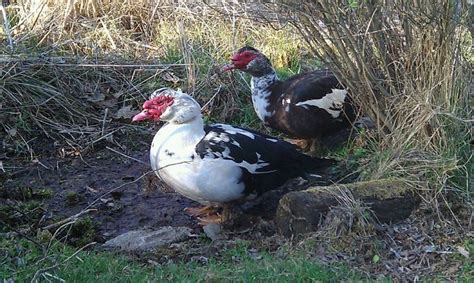 Muscovy ducks | Muscovy duck, Pets, Animals