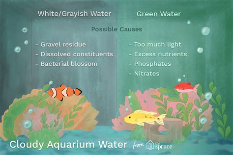 What Causes Cloudy Fish Tank Water and How Do You Clear It Up? | Fresh water fish tank ...