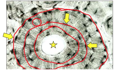Haversian canal Diagram | Quizlet
